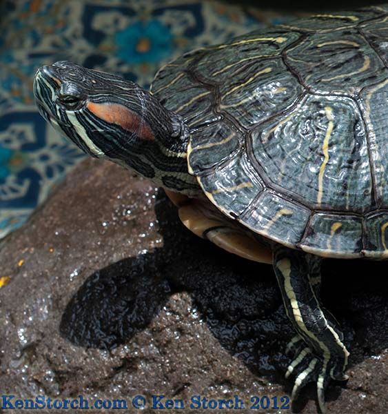 Turtle - Tortuga in Oaxaca